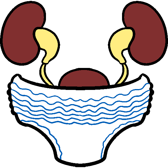 The kidneys and bladder made to look they are wearing a diaper.